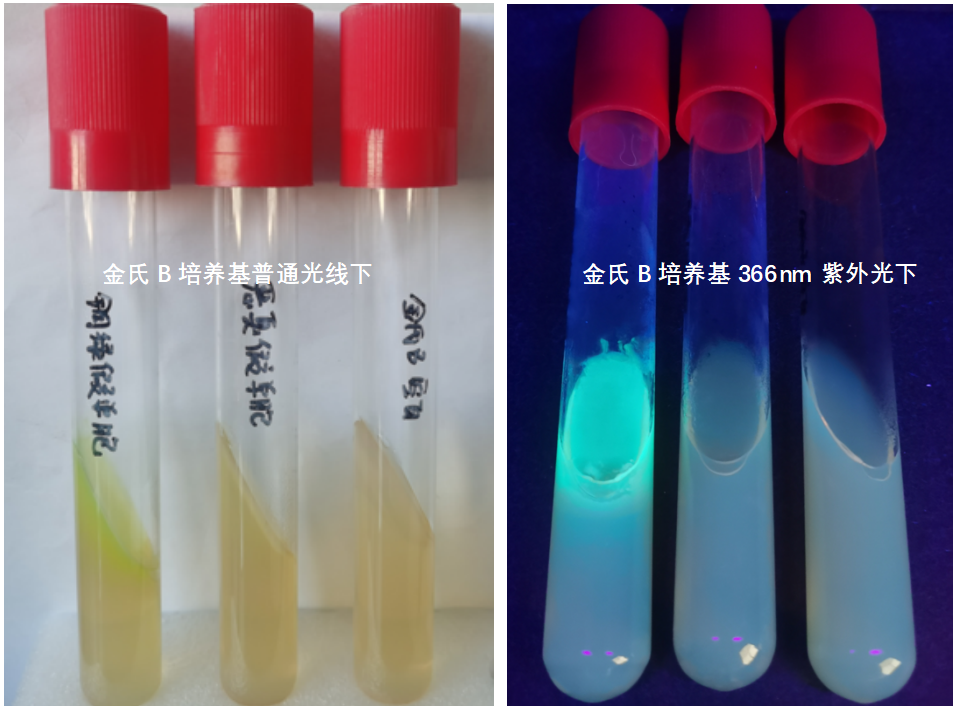 天然礦泉水檢測中的新角色--惡臭假單胞菌