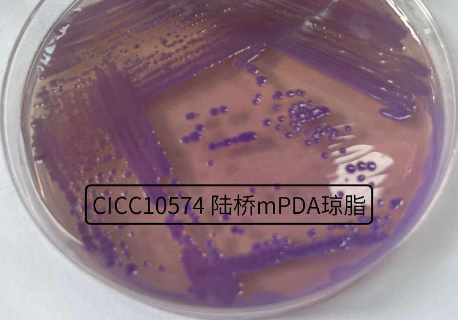 不斷變換“馬甲”的細菌——唐菖蒲伯克霍爾德氏菌（上）